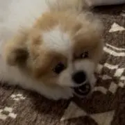 ぴこの画像