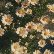 ぴーの画像