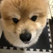 Tokiの画像