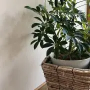 おむすびの画像