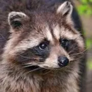 たぬきちの画像
