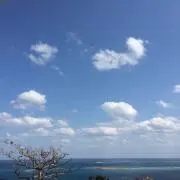 ニンニンの画像