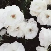 みぞれの画像