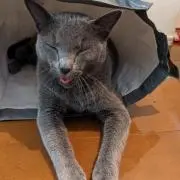 KODAMAの画像