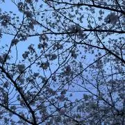 なちこの画像