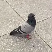 こばの画像