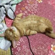 ジマング