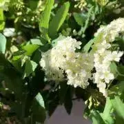 aimiの画像
