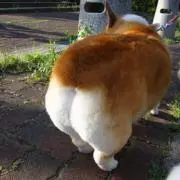 ぷの画像
