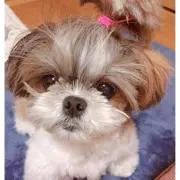 ずんずん。の画像