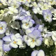 hkhr_の画像