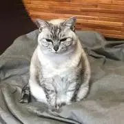 ばんちゃんの画像