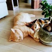 Crunky11の画像