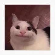 smile cat