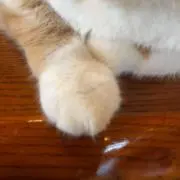 モフモフの画像