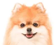 ポメラニアン★プロフィールご覧くださいの画像