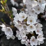 Anyaの画像
