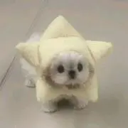 ✦ ⋆ ࣪. shiroinu ☆