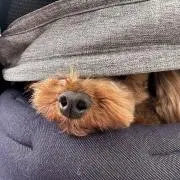 アルファーの画像