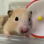 カピの画像