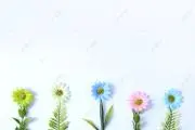 あかねの画像