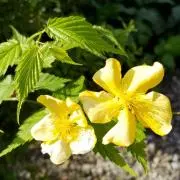 菊の国★即購入・おまとめOKの画像