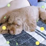 ともちんの画像