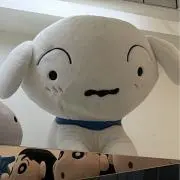 ハレの画像