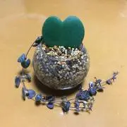 あーやん*^^*の画像