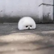 めえ