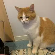 もちぃの画像