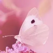 ゆん