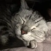 ねこの画像