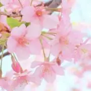 桜の画像