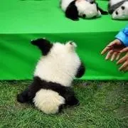 ラブチャの画像