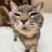 かな