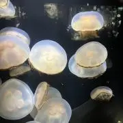 どーもの画像