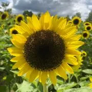 ひで吉の画像