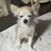chibiko