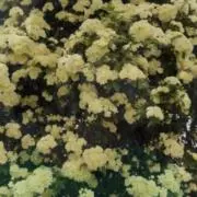 おが