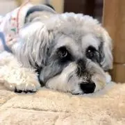 schnauzer☆チェリーの画像