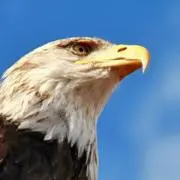 YE