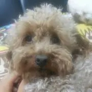 りりり