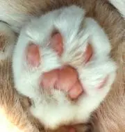 まにゃの画像