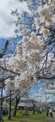 スノーイチゴの画像