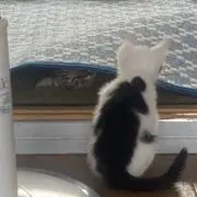 たこ