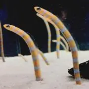 momoの画像