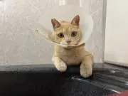 paboyoonの画像