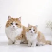 NORITAMAの画像