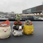 あっこの画像